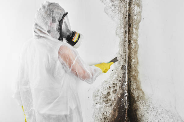 Best Commercial Mold Removal  in Chackbay, LA