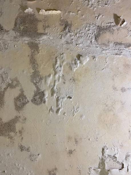 Water Damage Restoration in Chackbay, LA
