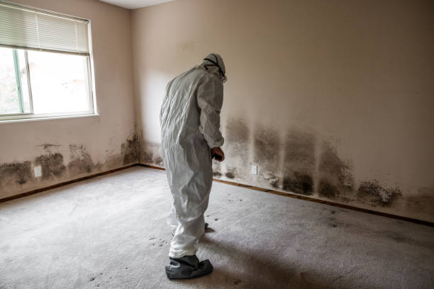 Trusted Chackbay, LA Mold Removal Experts