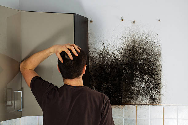 Best Mold Remediation Experts  in Chackbay, LA