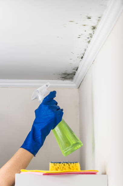 Trusted Chackbay, LA Mold Removal Experts