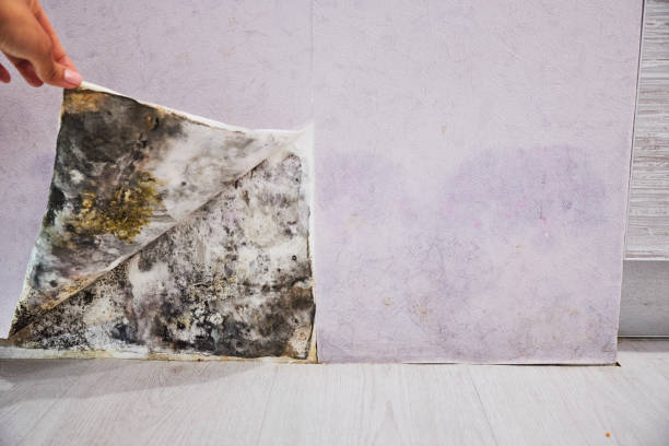  Chackbay, LA Mold Removal Pros